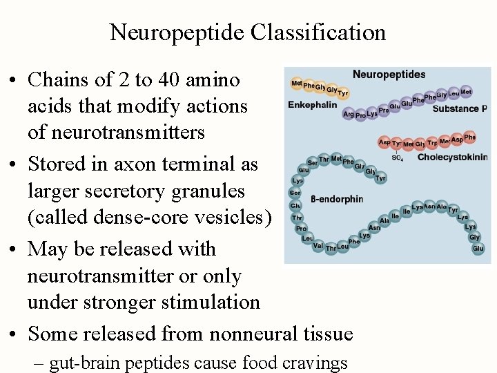 Neuropeptide Classification • Chains of 2 to 40 amino acids that modify actions of