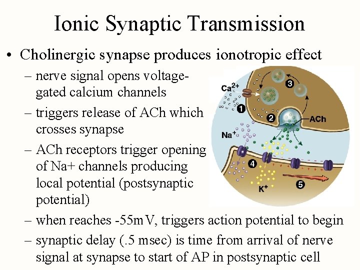 Ionic Synaptic Transmission • Cholinergic synapse produces ionotropic effect – nerve signal opens voltagegated