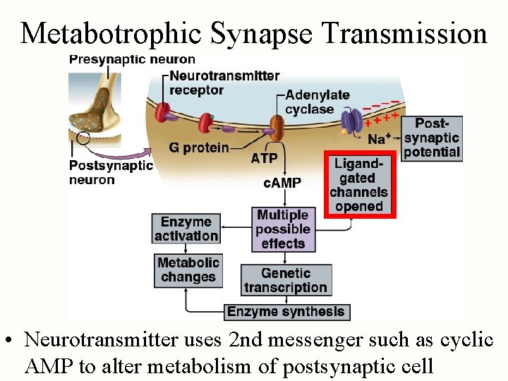 Metabotrophic Synapse Transmission • Neurotransmitter uses 2 nd messenger such as cyclic AMP to