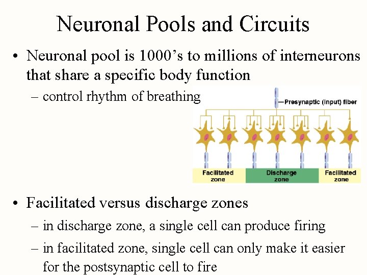 Neuronal Pools and Circuits • Neuronal pool is 1000’s to millions of interneurons that