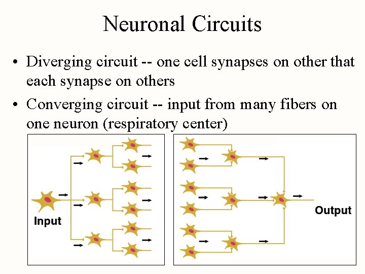 Neuronal Circuits • Diverging circuit -- one cell synapses on other that each synapse