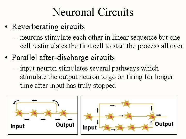 Neuronal Circuits • Reverberating circuits – neurons stimulate each other in linear sequence but