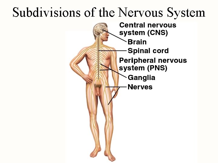 Subdivisions of the Nervous System 