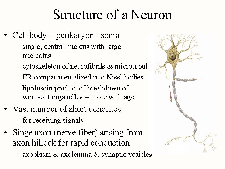 Structure of a Neuron • Cell body = perikaryon= soma – single, central nucleus
