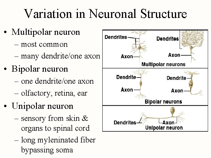 Variation in Neuronal Structure • Multipolar neuron – most common – many dendrite/one axon