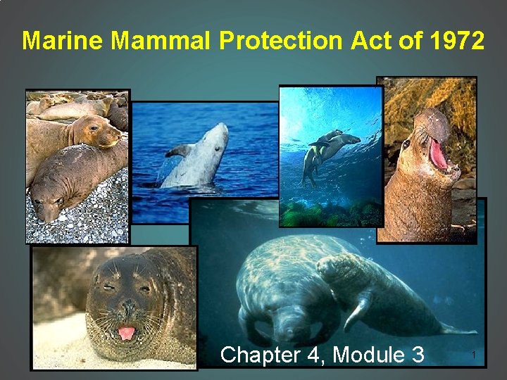 Marine Mammal Protection Act of 1972 Chapter 4, Module 3 1 