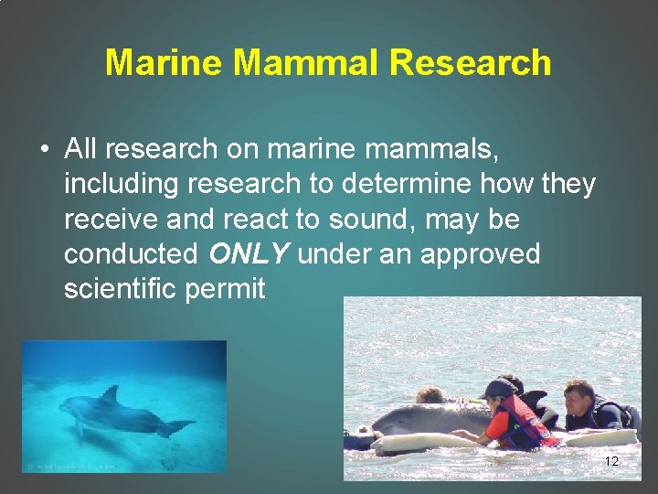 Marine Mammal Research • All research on marine mammals, including research to determine how