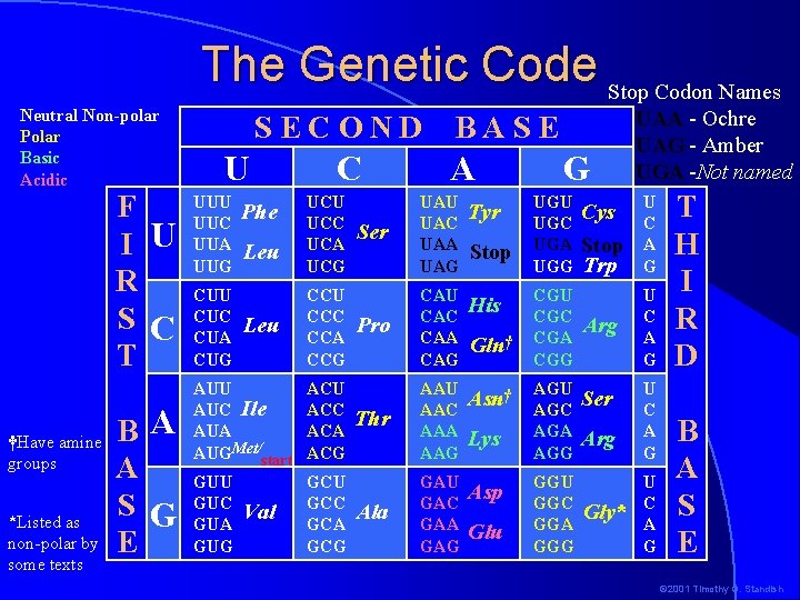 The Genetic Code Stop Codon Names Neutral Non-polar Polar Basic Acidic F I U The Genetic Code Stop Codon Names Neutral Non-polar Polar Basic Acidic F I U