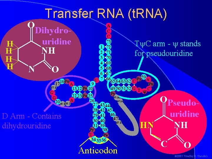 Transfer RNA (t. RNA) H H O Dihydrouridine NH N O Pu 1716 A Transfer RNA (t. RNA) H H O Dihydrouridine NH N O Pu 1716 A
