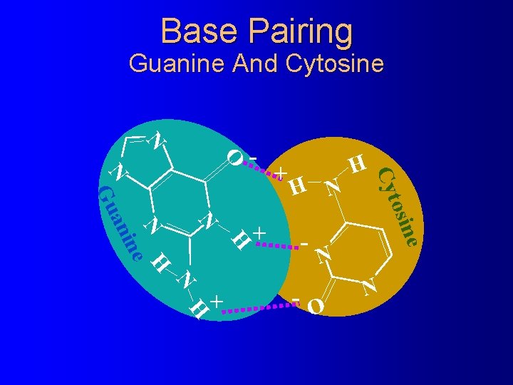 Base Pairing Guanine And Cytosine N O - H N H e osin N Base Pairing Guanine And Cytosine N O - H N H e osin N