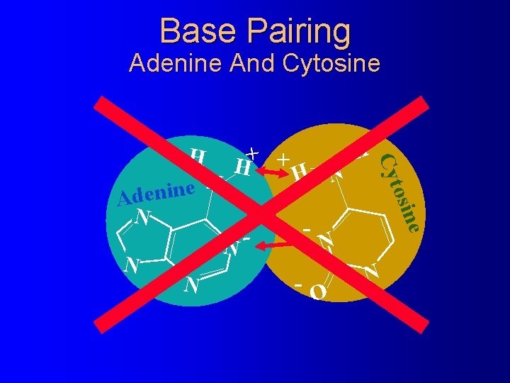 Base Pairing Adenine And Cytosine e osin Cyt H H H+ + H N Base Pairing Adenine And Cytosine e osin Cyt H H H+ + H N