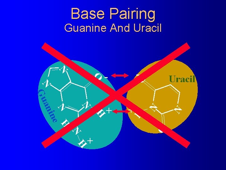 Base Pairing Guanine And Uracil O - N Uracil O N - N N Base Pairing Guanine And Uracil O - N Uracil O N - N N