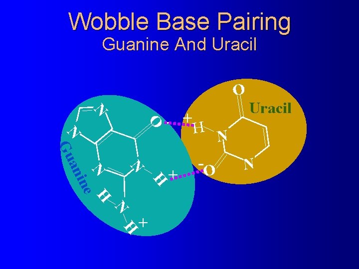 Wobble Base Pairing Guanine And Uracil O N N - +H N -O N Wobble Base Pairing Guanine And Uracil O N N - +H N -O N