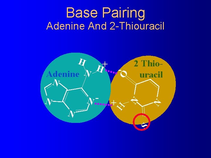 Base Pairing Adenine And 2 -Thiouracil S N N O + N N- N Base Pairing Adenine And 2 -Thiouracil S N N O + N N- N