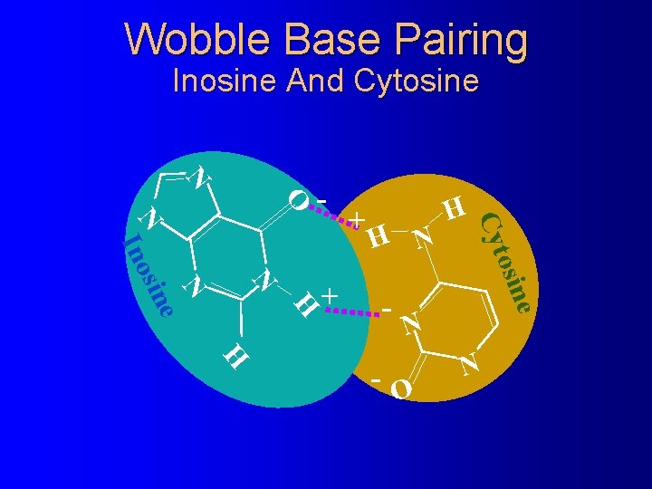 Wobble Base Pairing Inosine And Cytosine N O - H N H e osin Wobble Base Pairing Inosine And Cytosine N O - H N H e osin