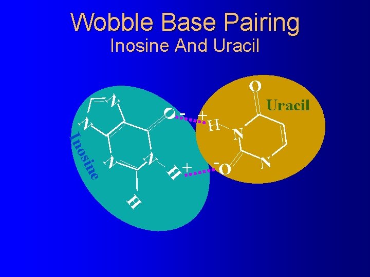 Wobble Base Pairing Inosine And Uracil O N - + N H N e Wobble Base Pairing Inosine And Uracil O N - + N H N e