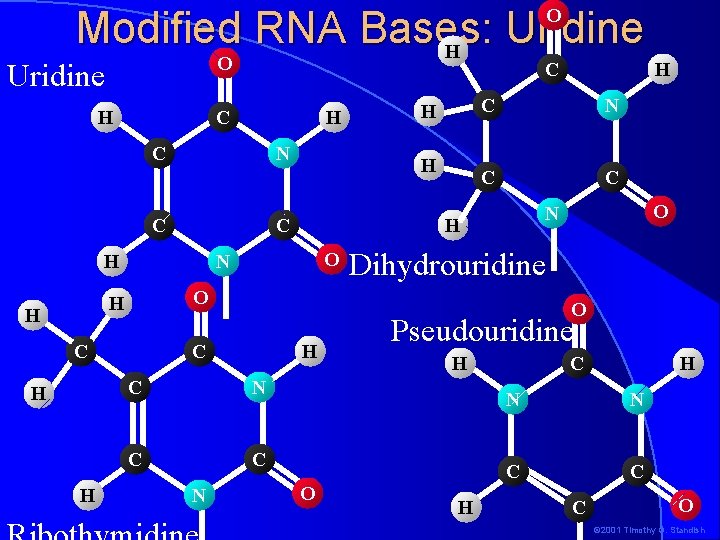 Modified RNA Bases: Uridine H O O Uridine H C C H C N Modified RNA Bases: Uridine H O O Uridine H C C H C N