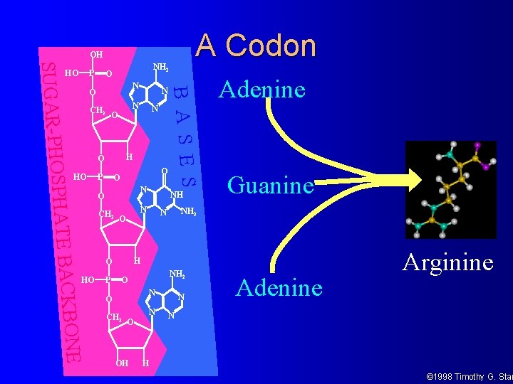 A Codon OH NH 2 O N O CH 2 N O P O A Codon OH NH 2 O N O CH 2 N O P O