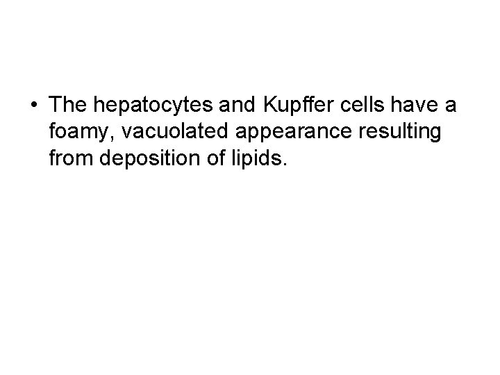 • The hepatocytes and Kupffer cells have a foamy, vacuolated appearance resulting from