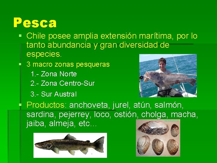 Pesca § Chile posee amplia extensión marítima, por lo tanto abundancia y gran diversidad