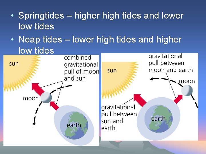  • Springtides – higher high tides and lower low tides • Neap tides