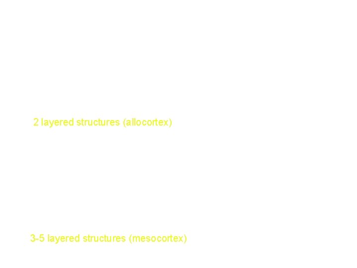 Knownledge of the phylogenesis of the structures Mesiobasal temporal Temporal pole Limbic Amygdala Hippocampus