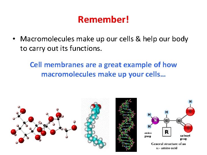 Remember! • Macromolecules make up our cells & help our body to carry out