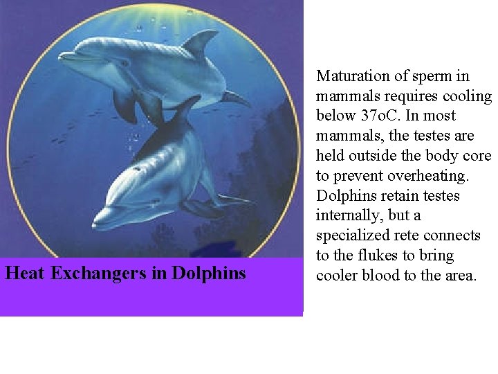 Heat Exchangers in Dolphins Maturation of sperm in mammals requires cooling below 37 o.