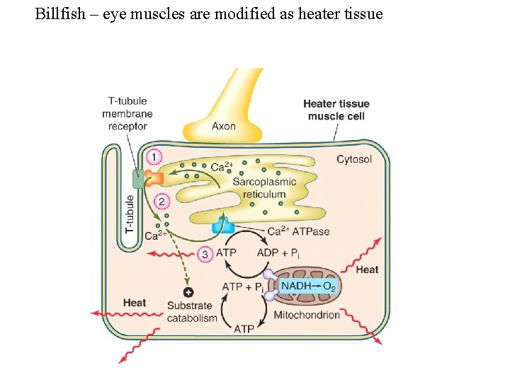 Billfish – eye muscles are modified as heater tissue 