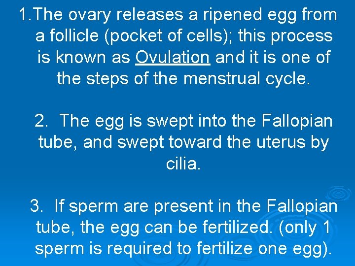 1. The ovary releases a ripened egg from a follicle (pocket of cells); this