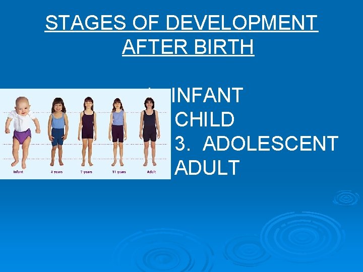 STAGES OF DEVELOPMENT AFTER BIRTH 1. INFANT 2. CHILD 3. ADOLESCENT 4. ADULT 