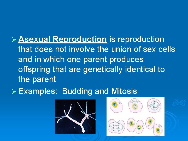 Ø Asexual Reproduction is reproduction that does not involve the union of sex cells