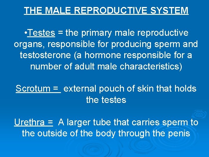 THE MALE REPRODUCTIVE SYSTEM • Testes = the primary male reproductive organs, responsible for