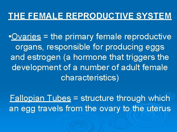 THE FEMALE REPRODUCTIVE SYSTEM • Ovaries = the primary female reproductive organs, responsible for
