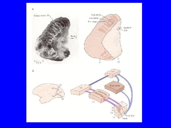 In The Name of God Ventral Dorsal Visual
