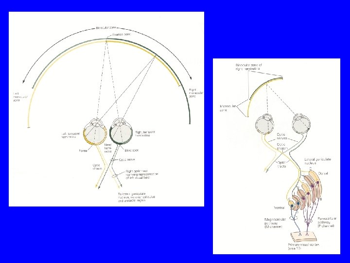 In The Name of God Ventral Dorsal Visual