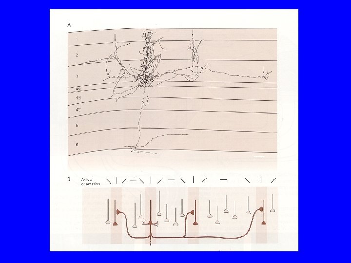 In The Name of God Ventral Dorsal Visual