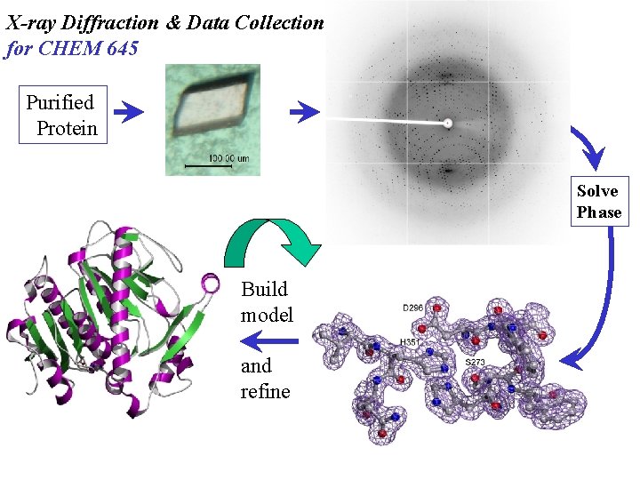 X-ray Diffraction & Data Collection for CHEM 645 Purified Protein Solve Phase Build model