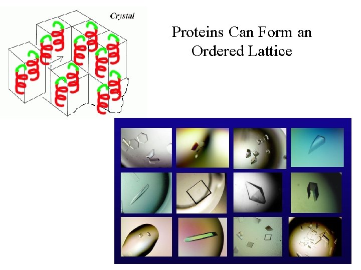Proteins Can Form an Ordered Lattice 