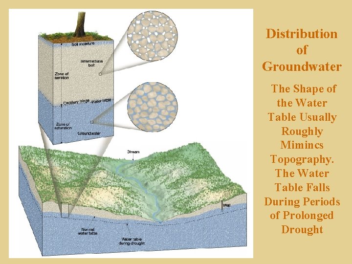 Distribution of Groundwater The Shape of the Water Table Usually Roughly Mimincs Topography. The