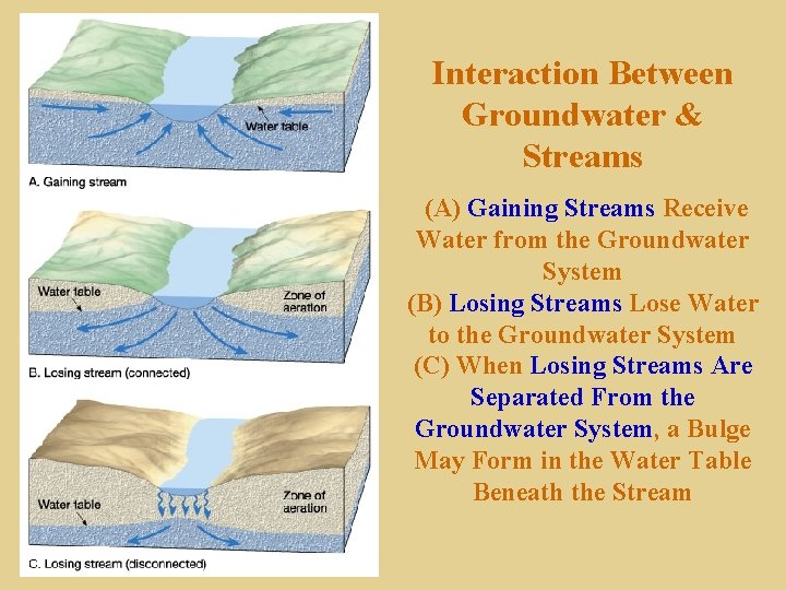 Interaction Between Groundwater & Streams (A) Gaining Streams Receive Water from the Groundwater System