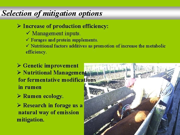 Selection of mitigation options Ø Increase of production efficiency: ü Management inputs. ü Forages
