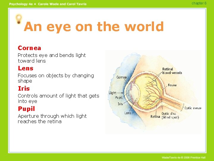 chapter 6 An eye on the world Cornea Protects eye and bends light toward