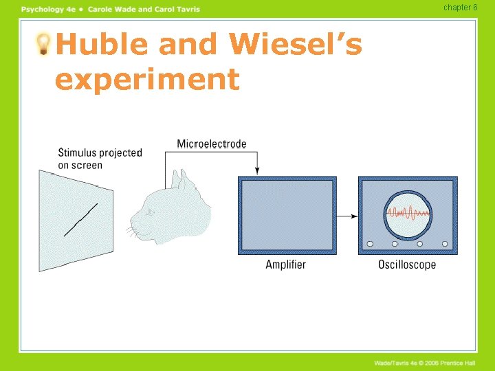 chapter 6 Huble and Wiesel’s experiment 