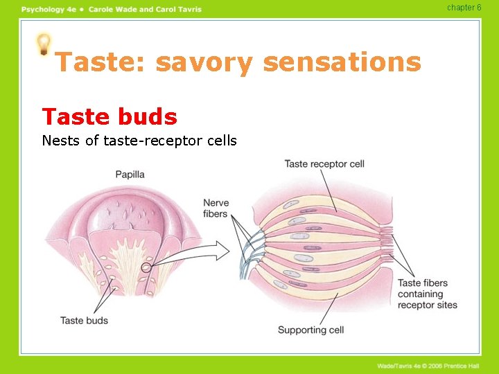 chapter 6 Taste: savory sensations Taste buds Nests of taste-receptor cells 