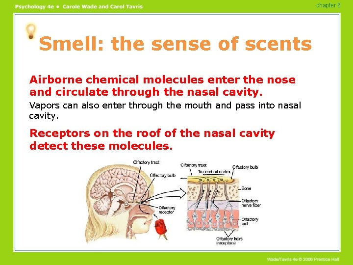 chapter 6 Smell: the sense of scents Airborne chemical molecules enter the nose and