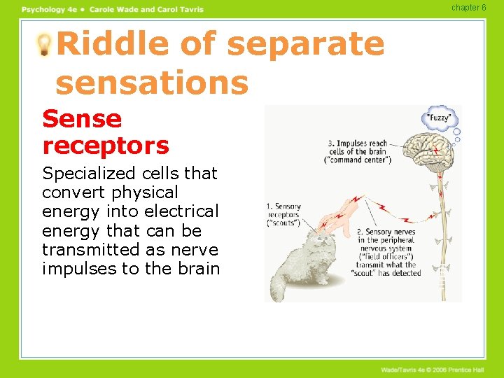 chapter 6 Riddle of separate sensations Sense receptors Specialized cells that convert physical energy