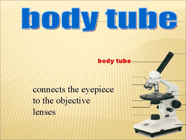 body tube connects the eyepiece to the objective lenses 