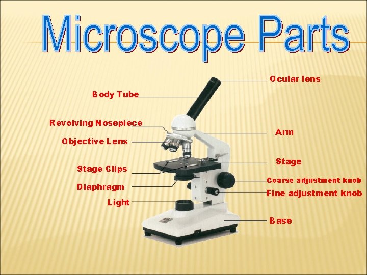 Ocular lens Body Tube Revolving Nosepiece Objective Lens Stage Clips Diaphragm Light Arm Stage