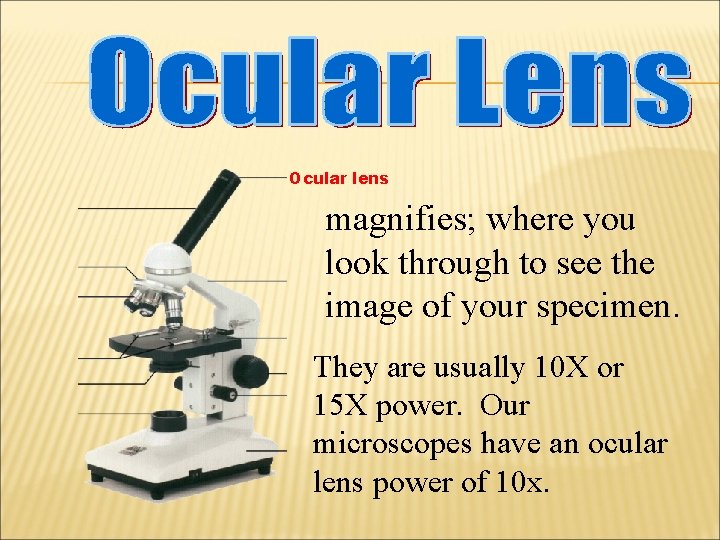 Ocular lens magnifies; where you look through to see the image of your specimen.